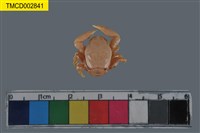 藏品(瓷蟹科)的圖片